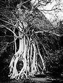 Sacred tree of the Maya-La-Vaca